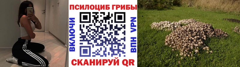 купить закладку  Ростов-на-Дону  omg зеркало  Галлюциногенные грибы Psilocybine cubensis 
